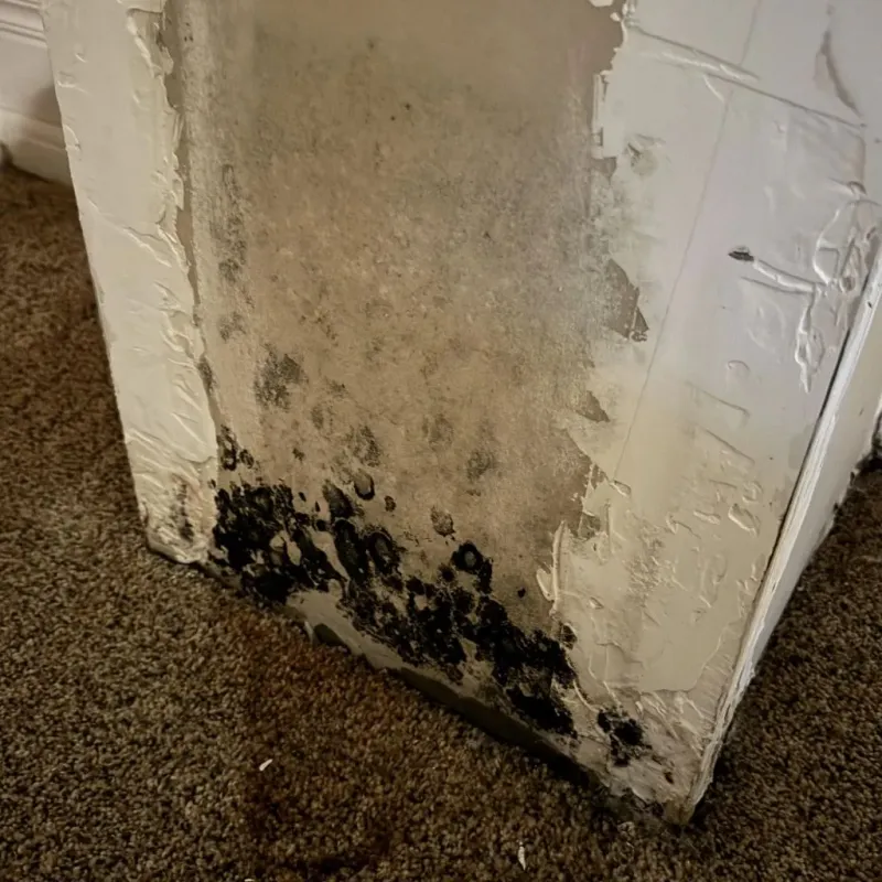 Professional Mold Removal in Ardmore, OK